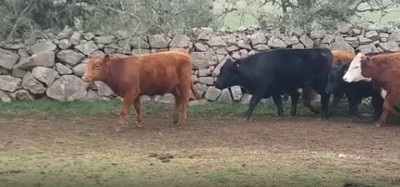 Lote 40 Novillos en Flores