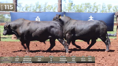 Lote LOTE 115- EN VIVO