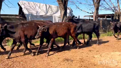 Lote 35 Novillitos