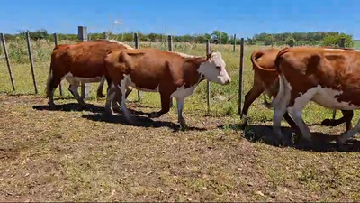 Lote 13 Vaquillonas/Vacas Entoradas 10 HE,  3 HE x RA 380kg -  en COL. SENDIC