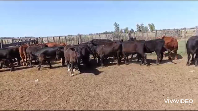 Lote 24 Terneros/as
