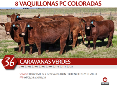 Lote 8 VAQ COLORADAS PC CARAVANAS VERDES