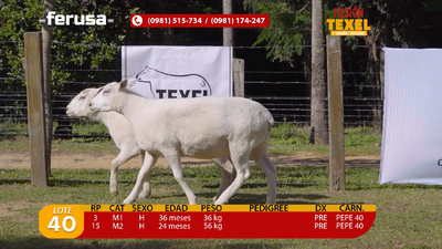 Lote Lote 40