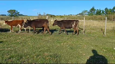 Lote (Vendido)8 Novillos 1 a 2 años 1 JE - 1HO/ AA - 1 NO/ HO - 1 NO - 2 HO 245kg -  en CARDONA