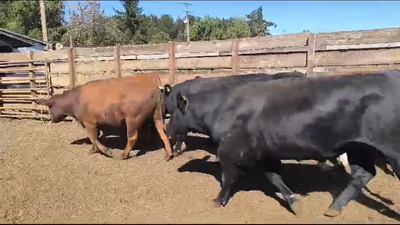 Lote 20 Novillo Gordo en Los Ángeles, VIII Región Biobío