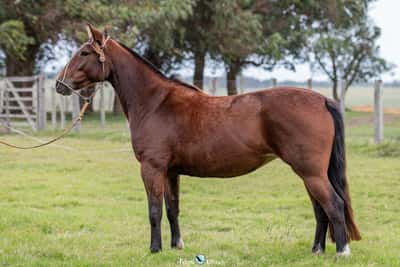 Lote JAGUEL YOMA