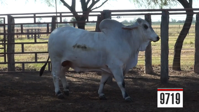 Lote Brahman