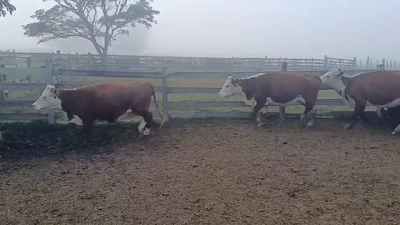  VACAS PREÑADAS
