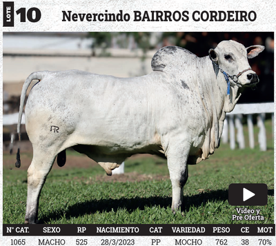 Lote LOTE 10 - BOZAL