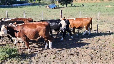 Lote TERNEROS