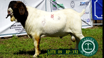 Lote RP 412