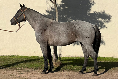 Lote ANCIOSA RUMBEADORA