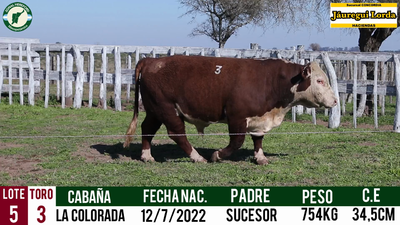 Lote Toro