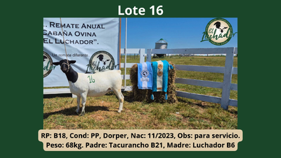 Lote PP