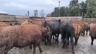 Lote 20 Novillo Gordo en Los Ángeles, VIII Región Biobío
