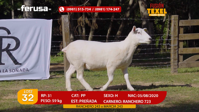Lote Lote 32