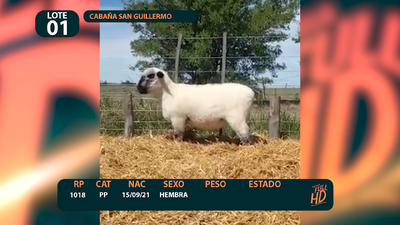 Lote LOTE 1