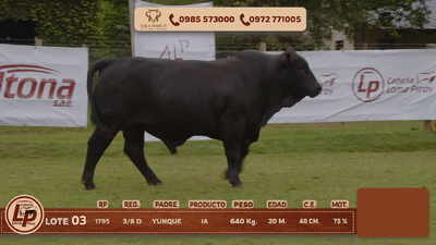 Lote MACHO