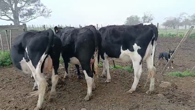 Lote 3 Vaquillonas  450kg - , San José