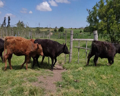 Lote (Vendido)7 Terneros y Terneras 3 AA,  2RA,  1RAX HE,  1 AA X HE 225kg - , Colonia