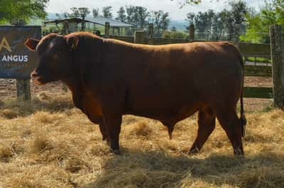 Lote 3 Toros RED, Treinta y Tres