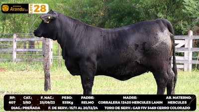 Lote LOTE 28