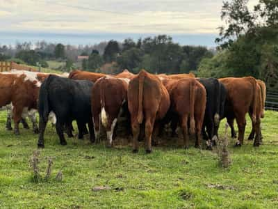 Lote 45 Novillo Engorda en X Región Los Lagos, Los Muermos