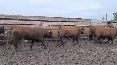 Lote 20 Novillo Gordo en Los Ángeles, VIII Región Biobío