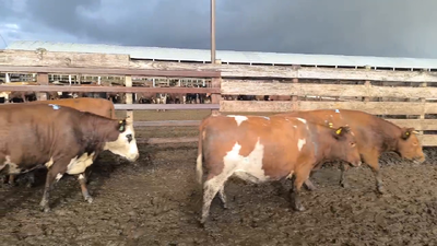 Lote 20 Vaquilla Gorda en Los Ángeles, VIII Región Biobío