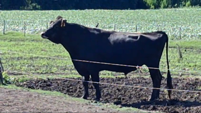 Lote TORO