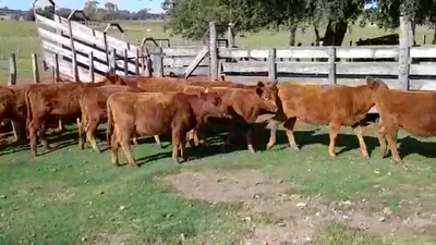 Lote TERNERAS