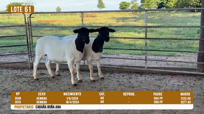 Lote LOTE 61- DESTACADO