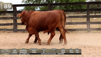 Lote LOTE 89