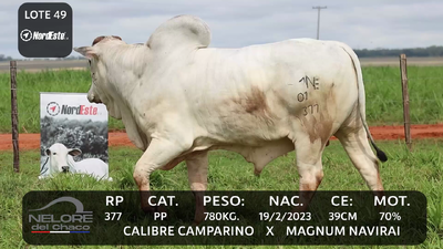 Lote LOTE 49