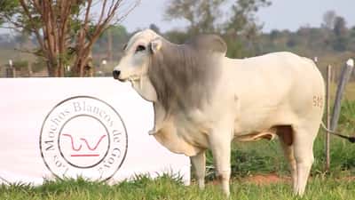 Lote LOTE 62