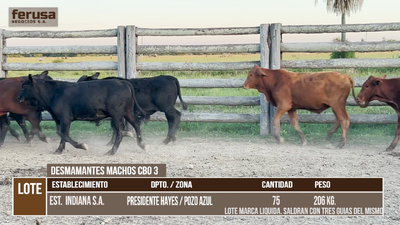 Lote LOTE 2