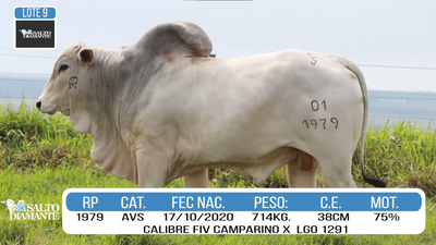 Lote LOTE 9