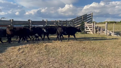 Lote TERNERAS