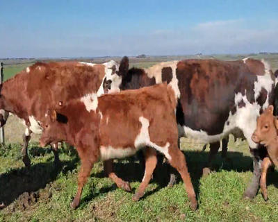 Lote (Vendido)14 Piezas de cría 4 NO,  1 AA X HO,  2 HE X AA 480kg - , Colonia