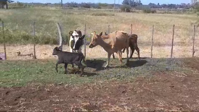 Lote PIEZAS DE CRIA