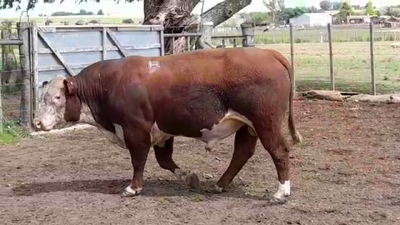 Lote TORO PO