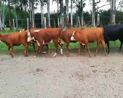 Lote 24 Terneras en Concordia, Entre Ríos