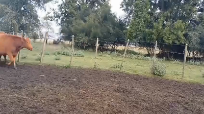 Lote (Vendido)24 Vaquillonas preñadas Cruzas en Puntas del Perdido