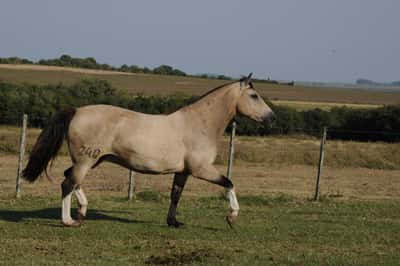 Lote Catalana Andariega II