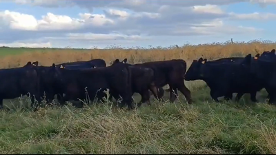 Lote (Vendido)21 Terneras ANGUS 240kg -  en CONCHILLAS
