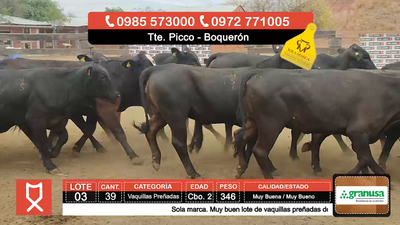 Lote (Vendido)39 Vaquillas Preñadas  346kg - , Boquerón