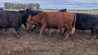 Lote 9 Vacas preñadas Angus, San José