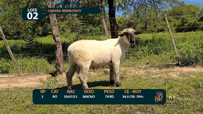 Lote LOTE 2