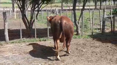 Lote TORO PI