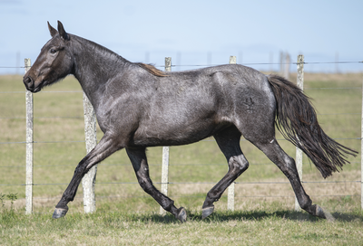 Lote MALLORCA DE VERDES MARES